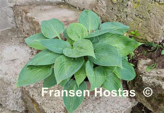 Hosta Taijitu